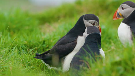 Group-of-Cute-Playful-Puffin-Birds-Perched-in-Green-Grass-SLOMO