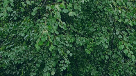Close up static shot of heavy rain pouring over lush green leaves in summer