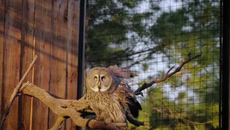 Owl-in-zoo-flying-towards-dffferent-tree-branch-during-sunset-in-its-cage