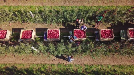 aerial view. apple harvest. apples in crates after harvest, farmers picking apples in a orchard