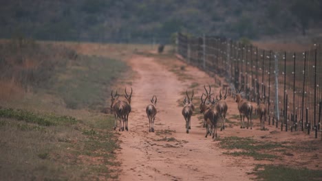 Manada-De-Antílopes-Blesbuck-Africanos-Caminando-Por-La-Carretera-De-La-Sabana-A-Lo-Largo-De-La-Valla