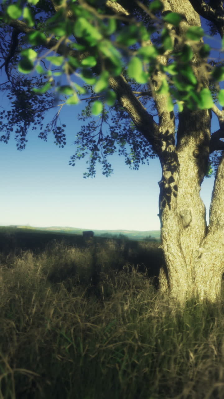 Un albero si erge imponente in un campo erboso alla luce della prima sera