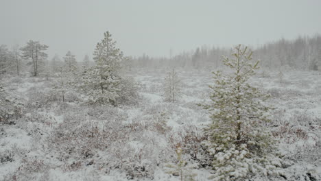 Bosque-Pantanoso-De-Lituania-En-El-Mes-De-Marzo