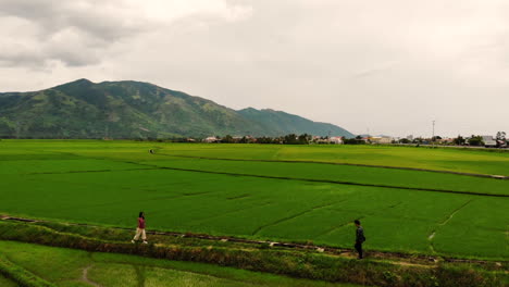 Dos-Personas-Caminan-Una-Hacia-La-Otra-En-El-Campo-Verde,-Phu-Yen,-Vietnam