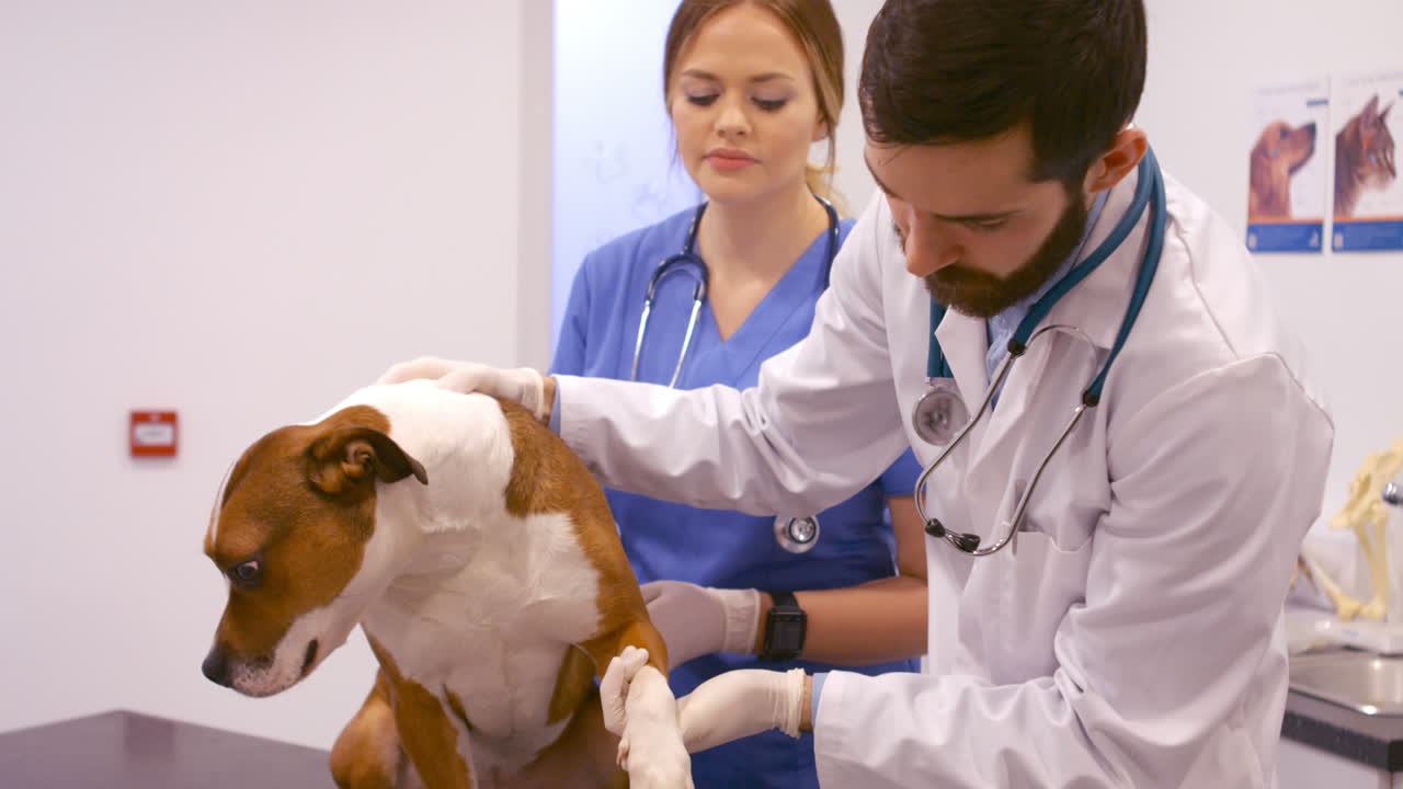 Veterinário examinando o cachorro