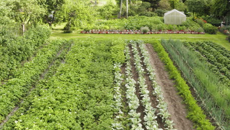 picturesque flight above small green lush vegetable food garden with rows potatoes, cabbage, carrots, onions and strawberry plants on sunny day, overhead aerial approach