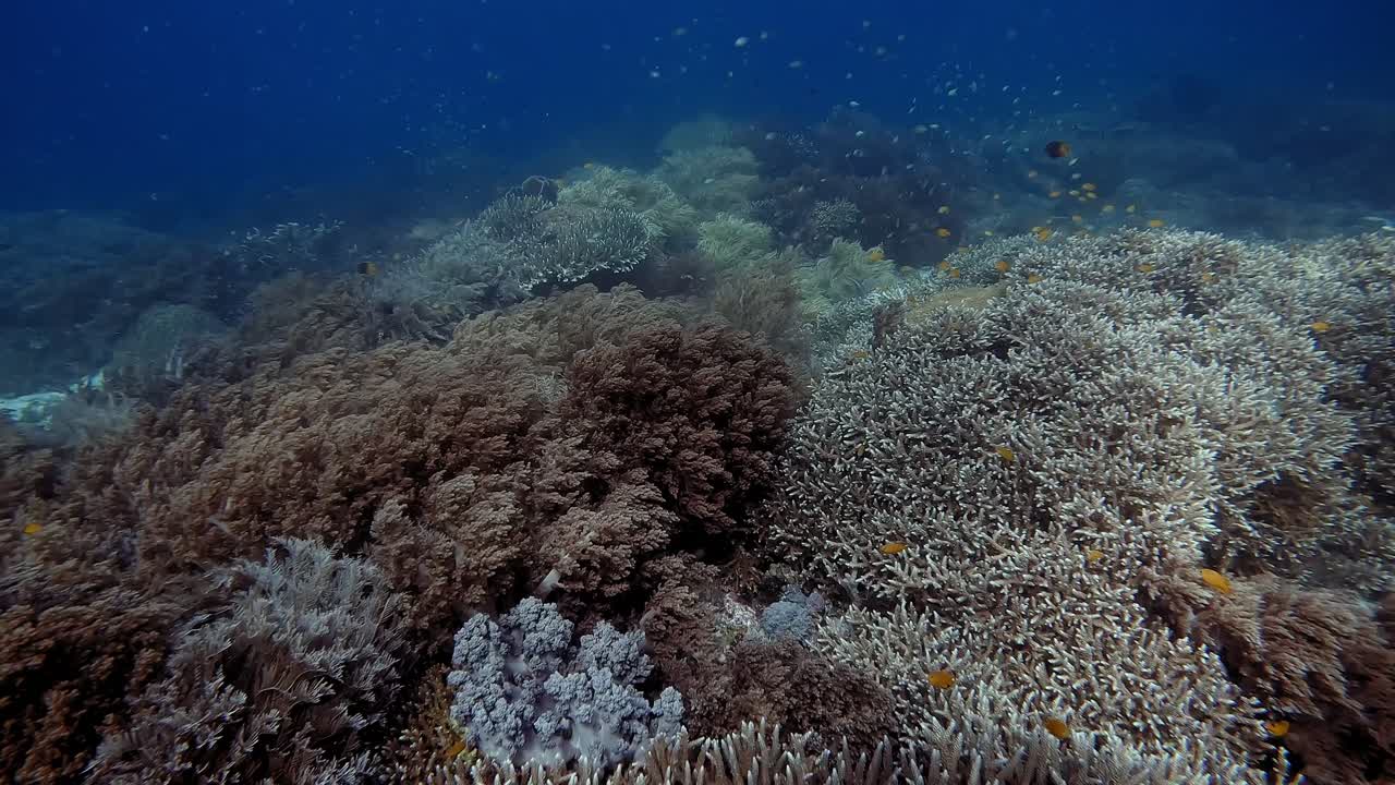 Stunning and healthy reef with many and diverse species of coral growing in a healthy environment