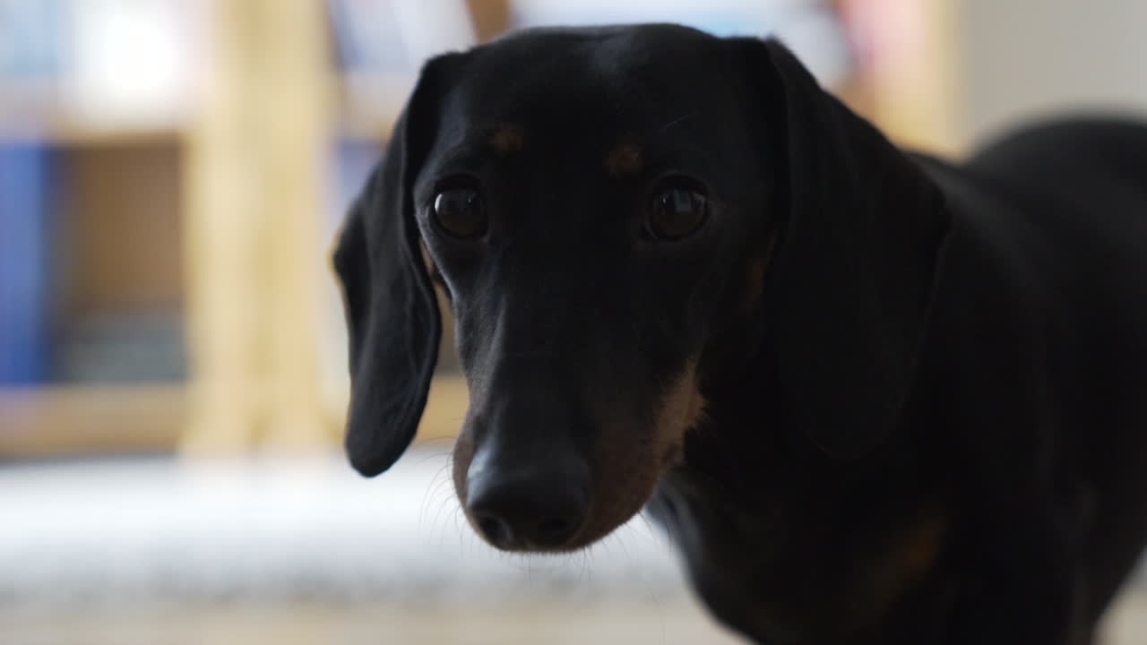 Close portrait shot as a cute black coated dachshund, sousage-dog looking in the camera