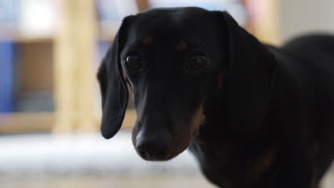 Retrato-Cercano-Tomado-Como-Un-Lindo-Perro-Salchicha-Recubierto-De-Negro,-Perro-Salchicha-Mirando-A-La-Cámara