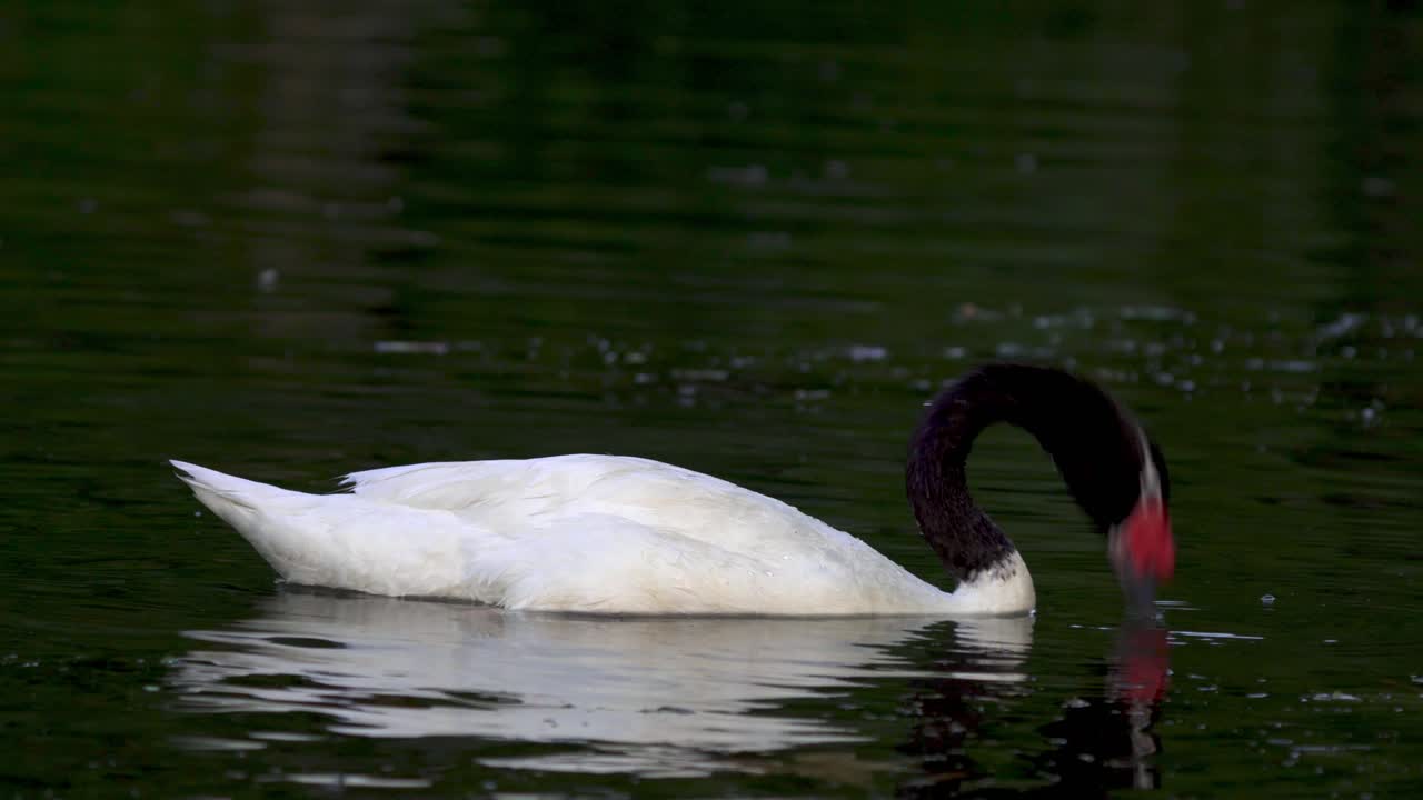 un hermoso cisne de cuello negro que hunde la cabeza bajo el agua en busca de comida mientras flota en un estanque