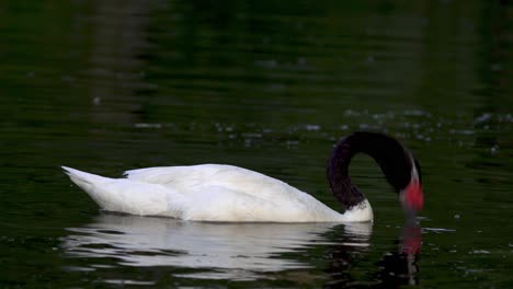 an beautiful black-necked swan sinking its head under water searching for food while floating on a pond