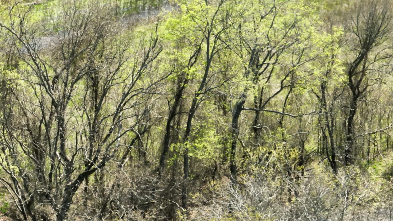Dry Trees And Fields At Bell Slough Wildlife Area In Arkansas, USA - Drone Shot