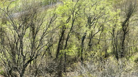 árboles secos y campos en el área de vida silvestre de bell slugh en arkansas, ee.uu. - disparo de avión no tripulado