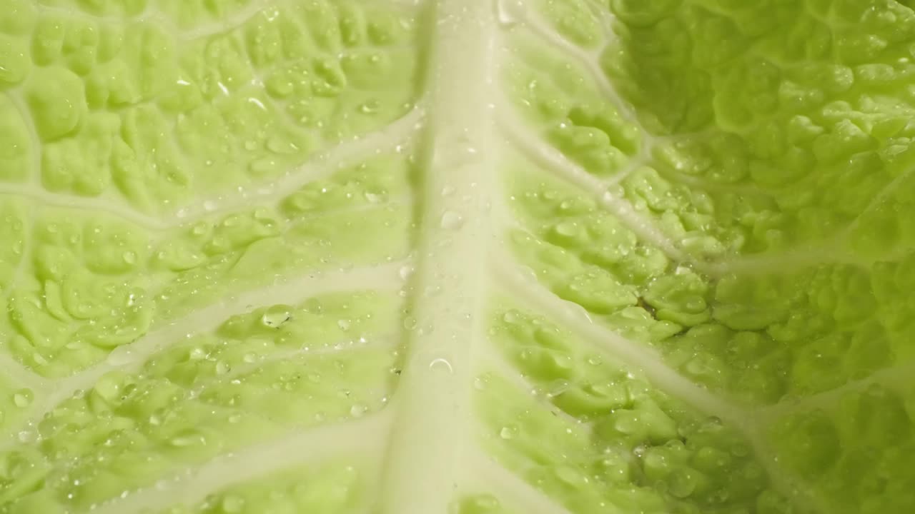 녹색 양상추 잎에 물방울, 프로브 렌즈 보기 축소