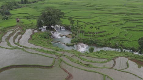 Reveal-shot-of-Waikelo-Sawah-Waterfall-between-green-lush-ricefields-at-Sumba-Indonesia,-aerial