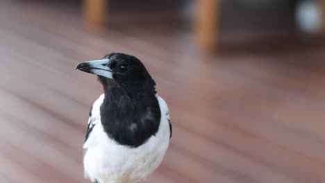 la urraca gira la cabeza, observando el entorno