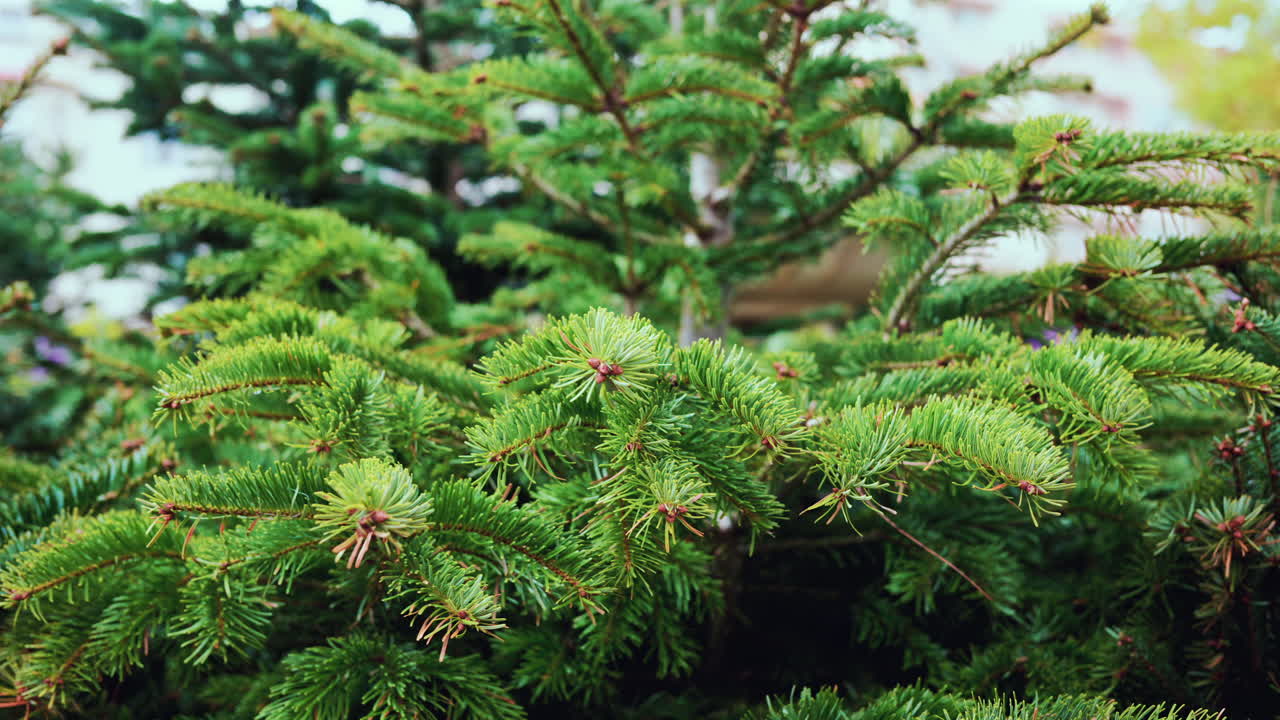 A detailed close up of green fir tree branches with fresh and vibrant needles