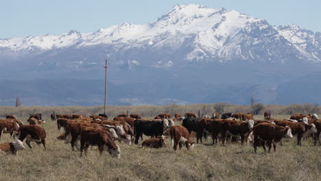 stunning andean landscape with cattle on farmland. sustainable industry. patagonia, argentina.