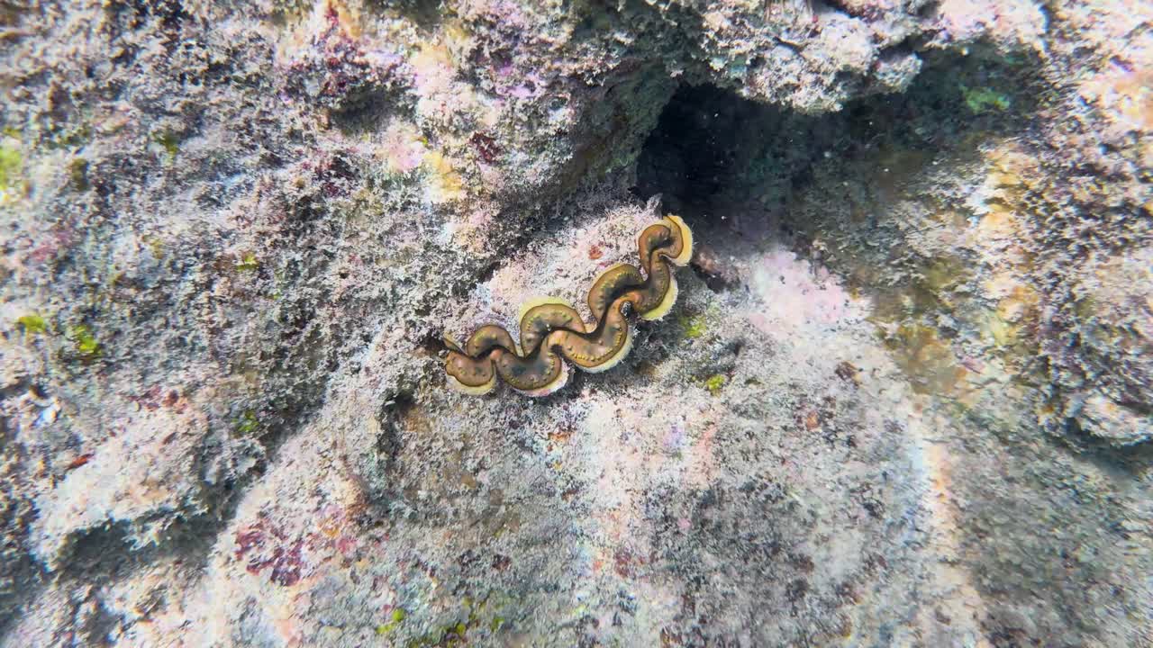 A fluted giant clam rests on a rocky surface underwater, showcasing its vibrant patterns and textures in natural lighting