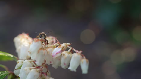 La-Abeja-Se-Sienta-En-Las-Flores-Pieris-En-El-Jardín