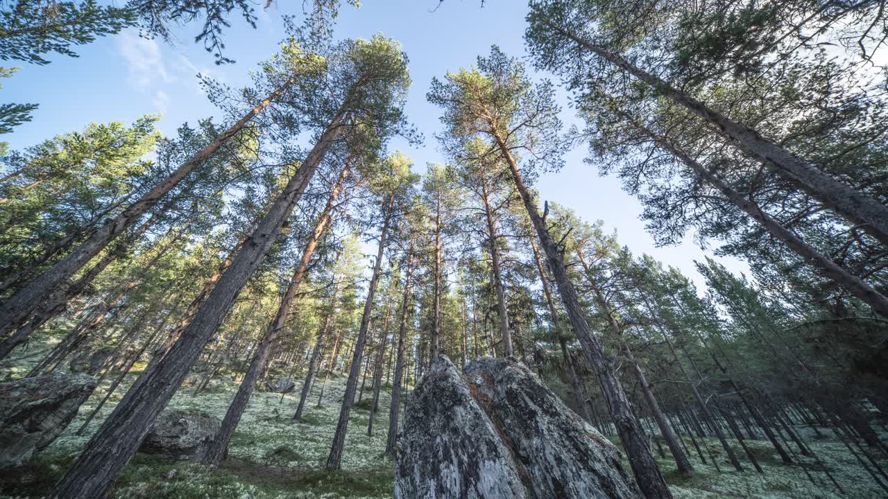 The sun shines through the canopy of tall pine trees in the autumn forest