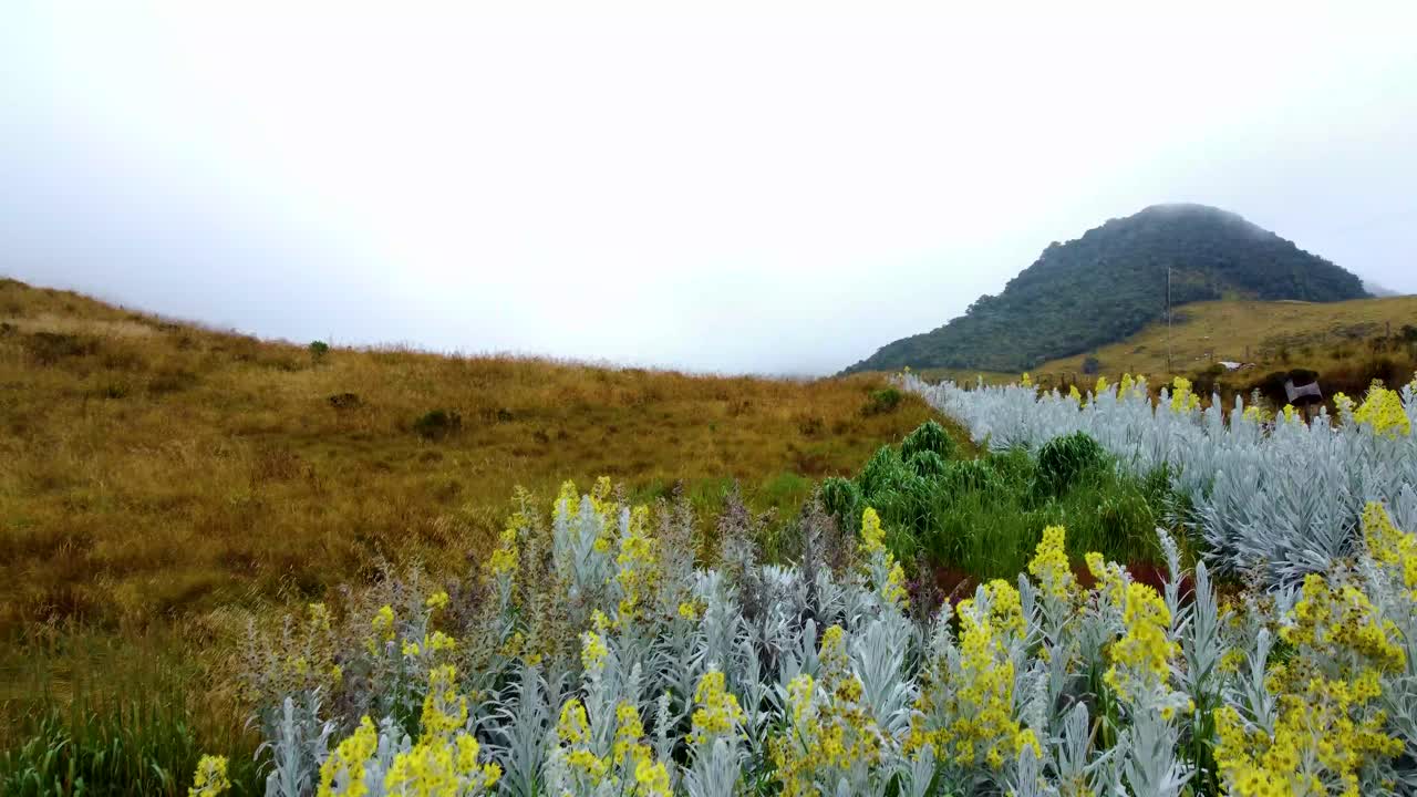 Fly among flowers in the wasteland