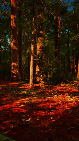 tall trees in a redwood forest