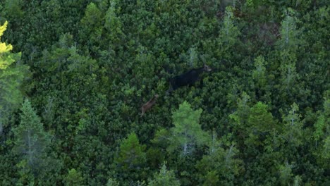 Female-moose-with-her-calf-treks-up-through-light-woodland-brush-Slow-Motion