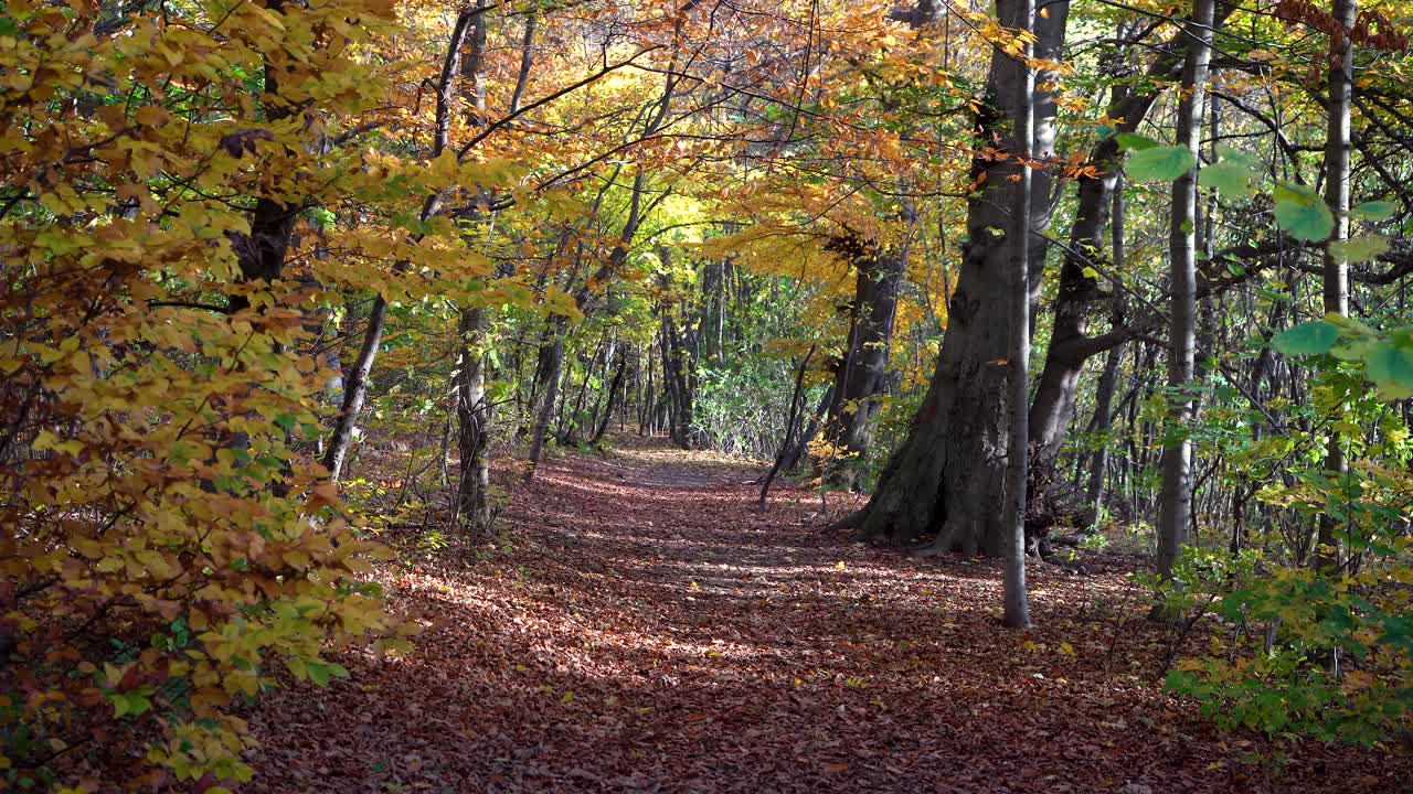 camino de otoño en los bosques de normafa budapest, hungría