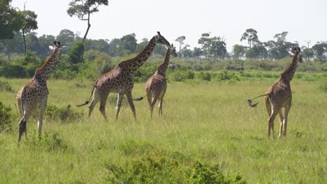 Herde-Giraffen,-Die-Durch-Gras-Laufen,-Mit-Bäumen-Im-Hintergrund