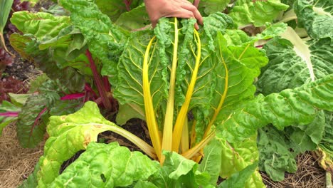 Acelga-Gran-Foto-De-Manos-Tocando-Hojas-En-El-Jardín-Botánico-Vitamina-K-Verde-Frondoso-Saludable