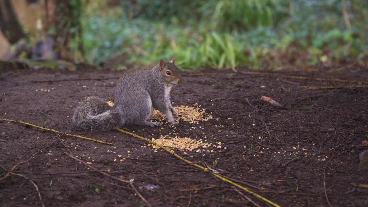 taunton, somerset, reino unido, hermosa ardilla comiendo algo en vivary park