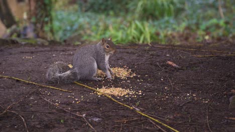 Taunton,-Somerset,-Vereinigtes-Königreich,-Schönes-Eichhörnchen,-Das-Etwas-Zu-Essen-Im-Vivary-Park-Hat