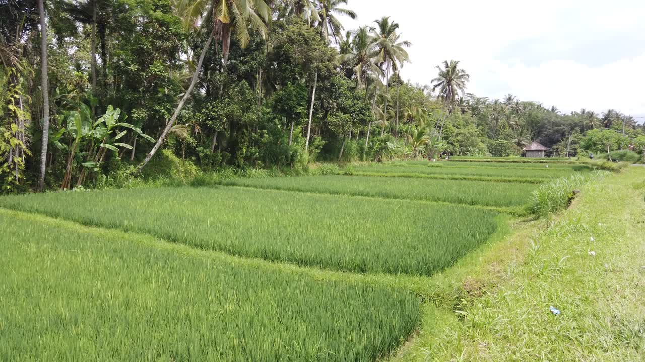 Panorama della campagna di Bali con campi di riso, vegetazione tropicale, metodi di coltivazione tradizionali, risaie verdi nella stagione del raccolto a Tegalalang, Gianyar.
