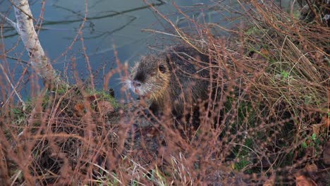 nutria itching himself next to the lake