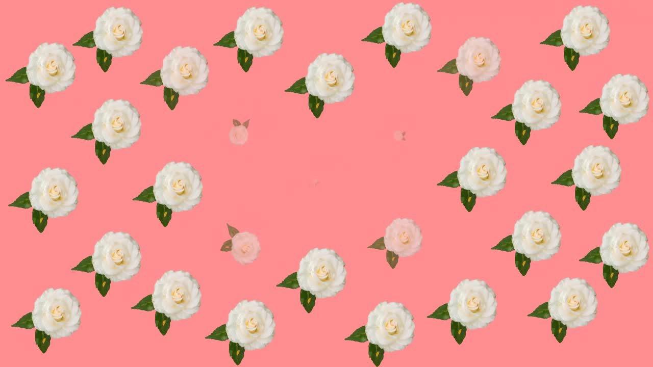 animación de rosas blancas y rosas sobre fondo rosado