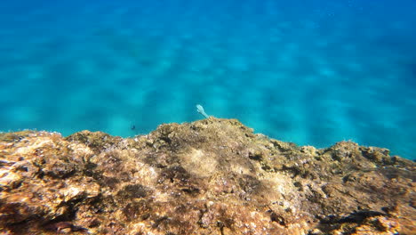 Ein-Junger-Taucher-Schwimmt-Auf-Den-Grund