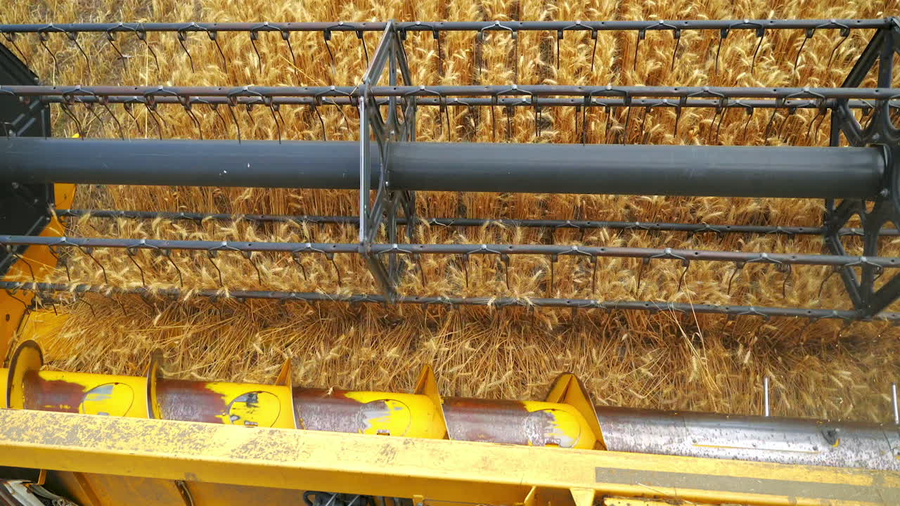 Harvester going through wheat field. Combine harvester harvesting large ripe wheat field