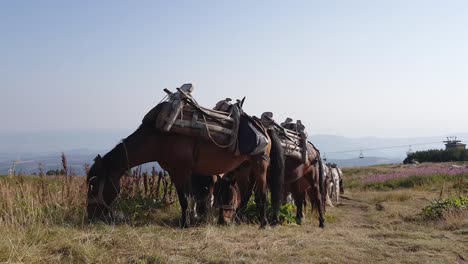 caballos de carga pastando en la hierba en la montaña, plano general