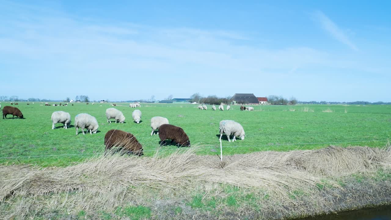 Pecore al pascolo in un campo verde in una giornata di sole