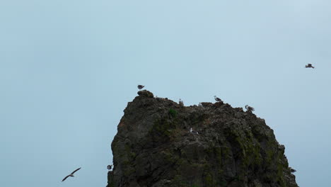 gaviotas en un afloramiento rocoso