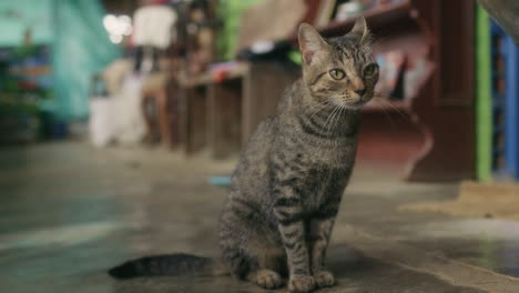 Charmante-Nahaufnahme:-Fesselnde-Aufnahme-Einer-Katze,-Die-Ruhig-Mitten-Auf-Der-Straße-Sitzt