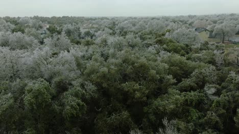 frozen icy trees in austin texas suburban neighborhood greenbelt area during cold winter freeze, aerial drone push in and tilt down close up