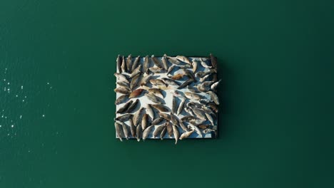 seals on a pier block on a sunny day in the bay near the urban city