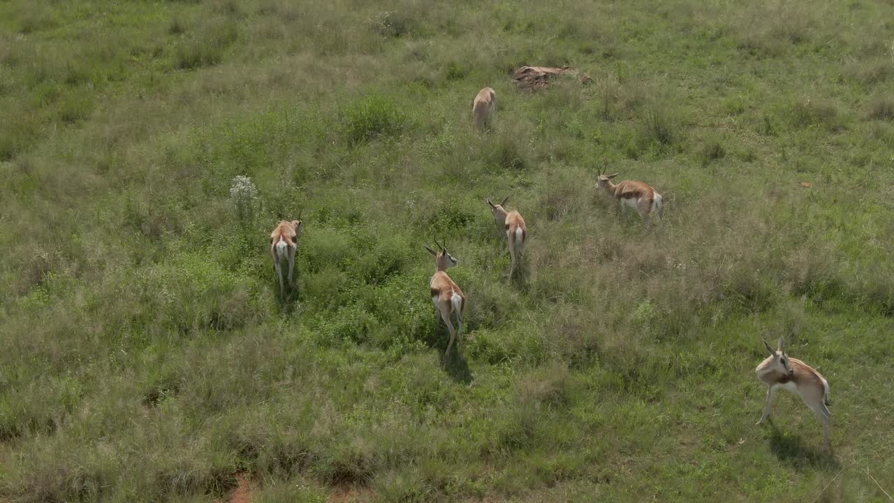 야생에서 긴 풀을 뜯고 있는 스프링복 영양 무리의 드론 영상