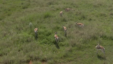 imágenes de drones de una manada de antílopes springbok pastando en pasto largo en la naturaleza