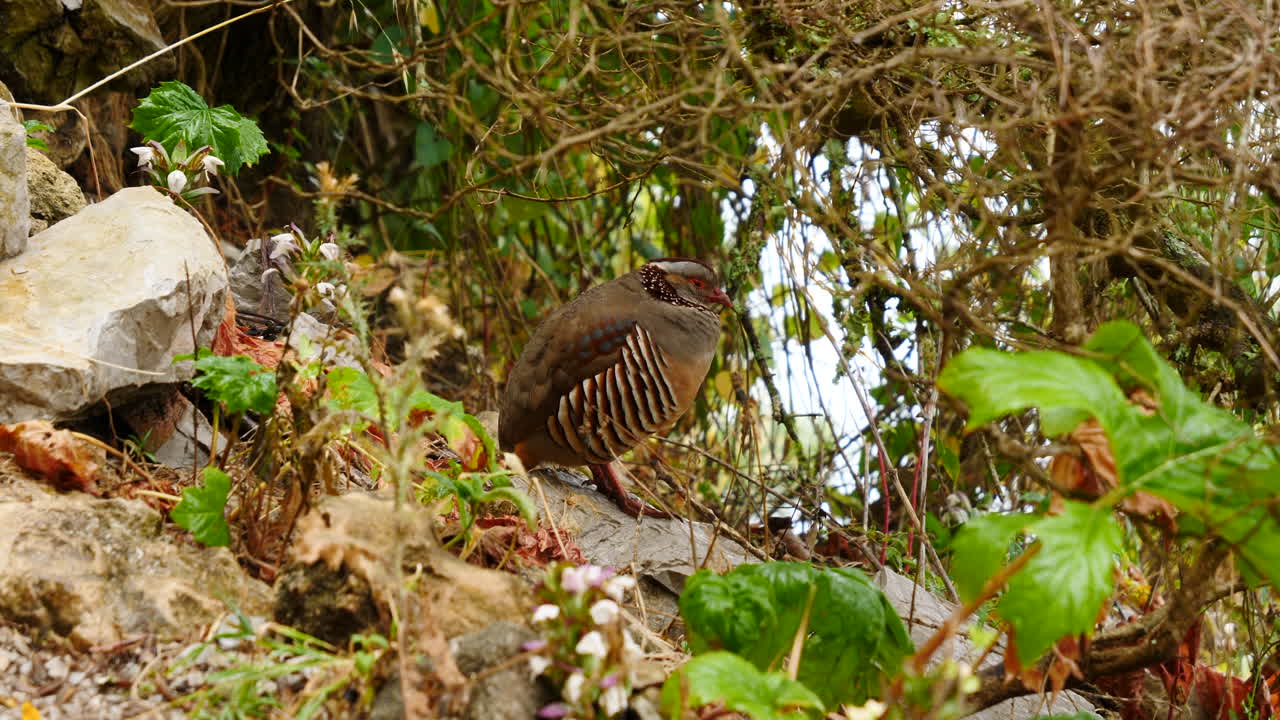 pájaro perdiz bárbaro encaramado en medio de la vegetación estática