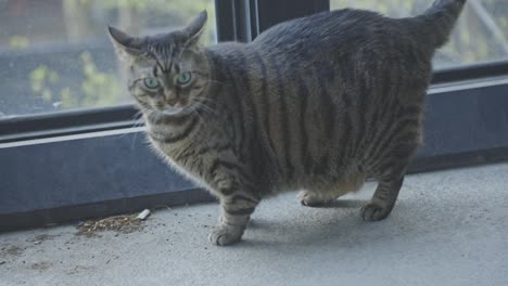 domestic pregnant cat looking anxious and scratching