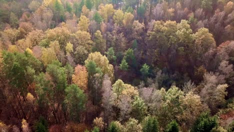 Luftdrohnenaufnahmen-Von-Farbenfrohen-Herbstwäldern