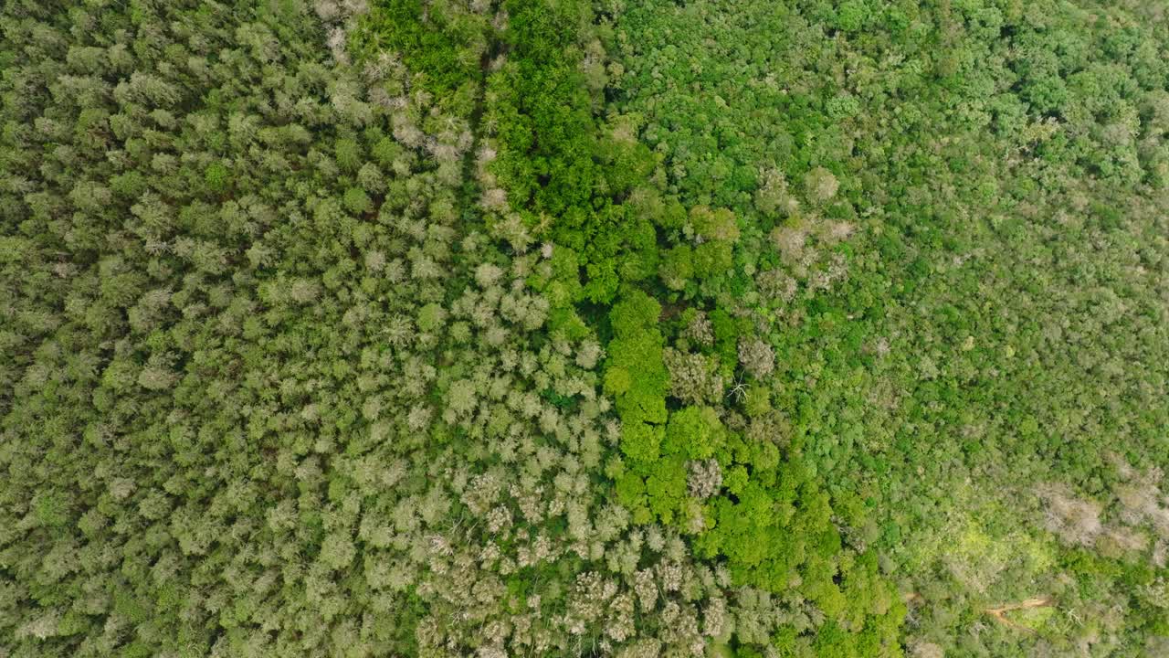 bosque con árboles y vegetación verde